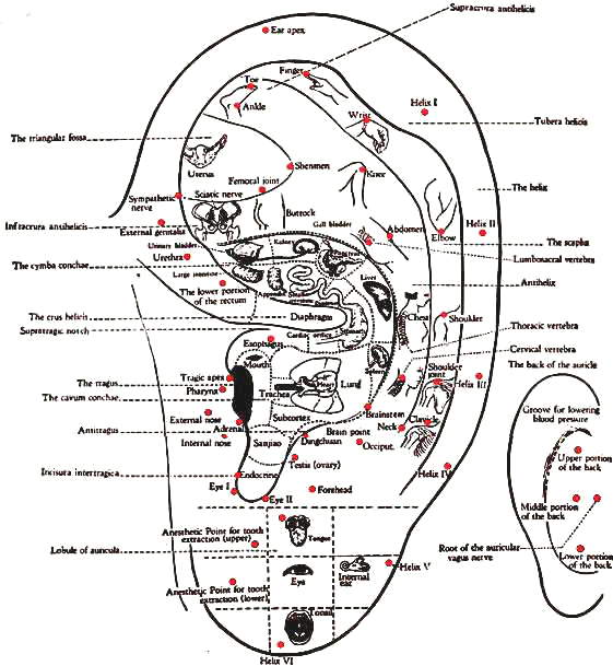 Auricular Therapy Ear Chart