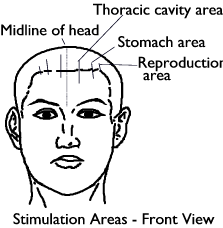 Front view of head in scalp acupuncture