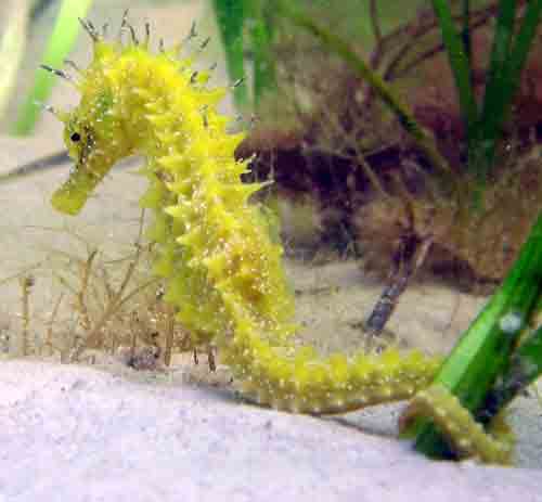 Spiny Seahorse